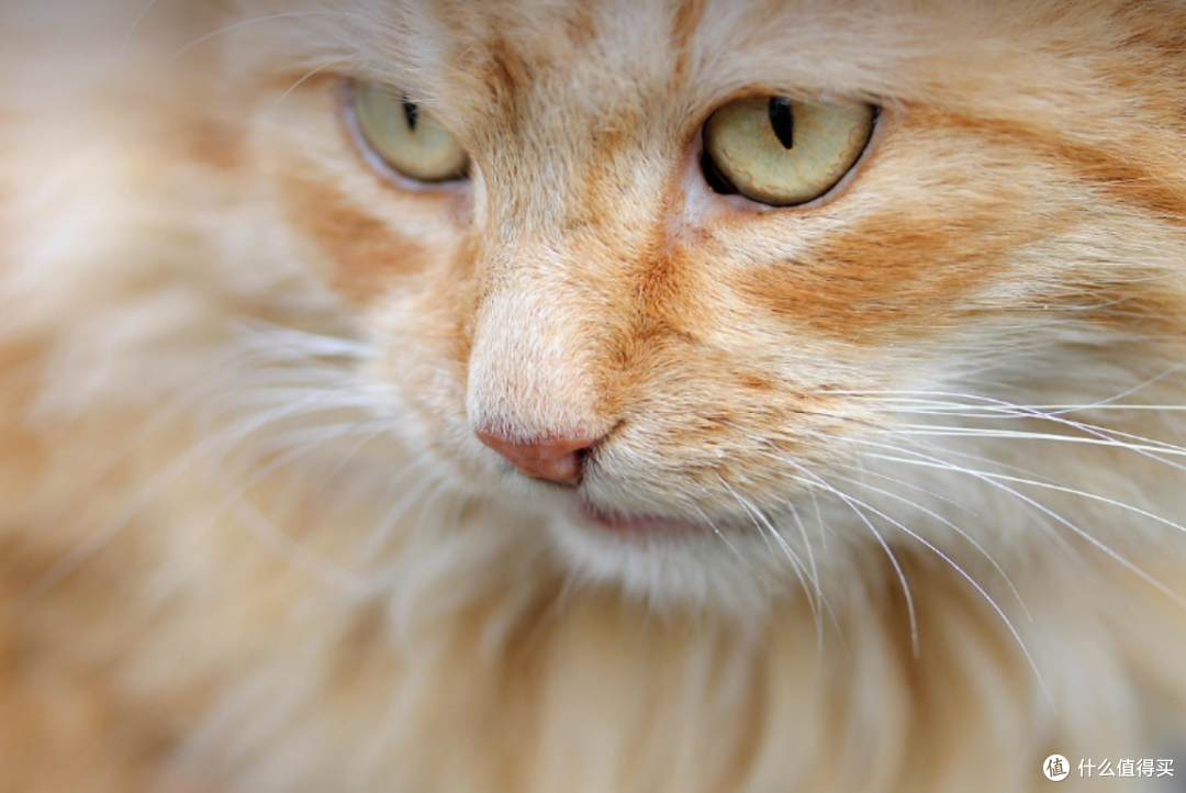 猫主食罐头哪牌子质量好性价比高？2025主食猫罐排行榜前十名揭晓