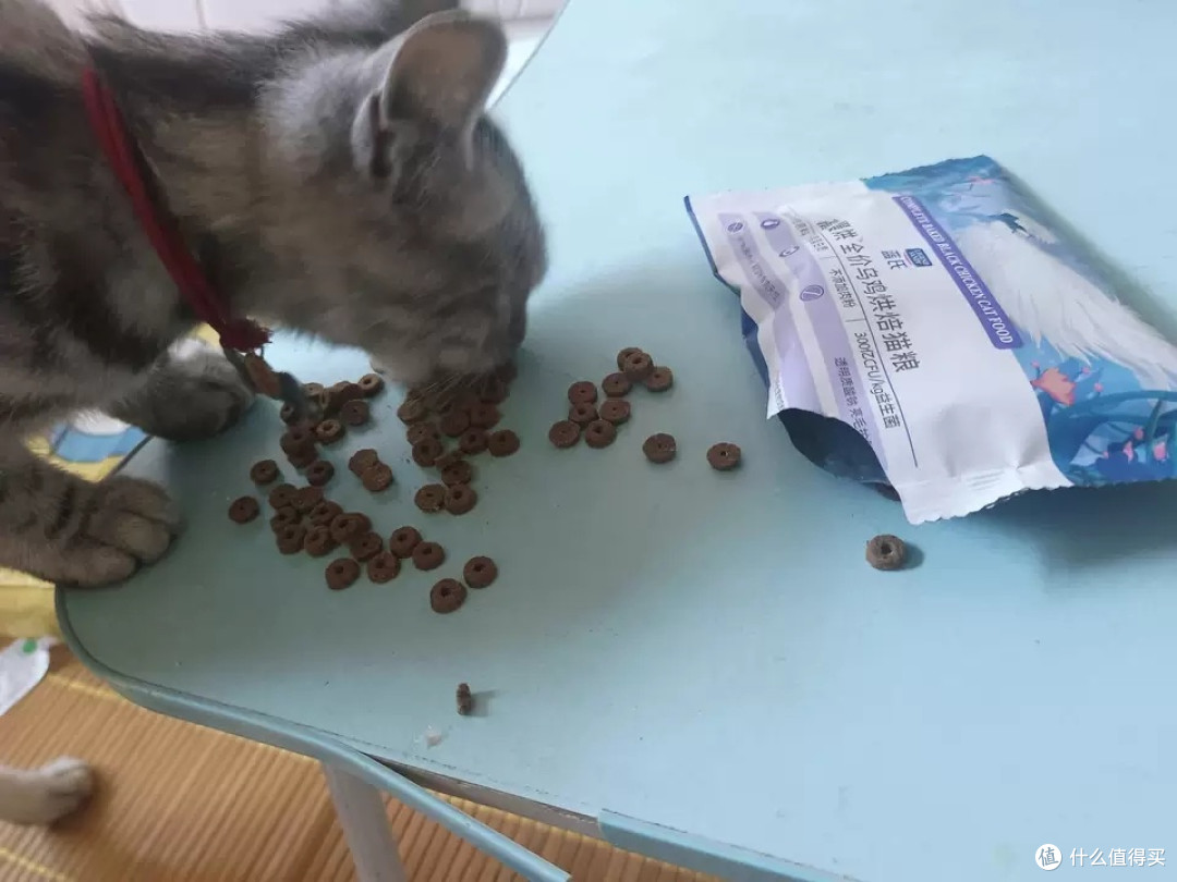 蓝氏猎鸟乳鸽猫粮体验报告