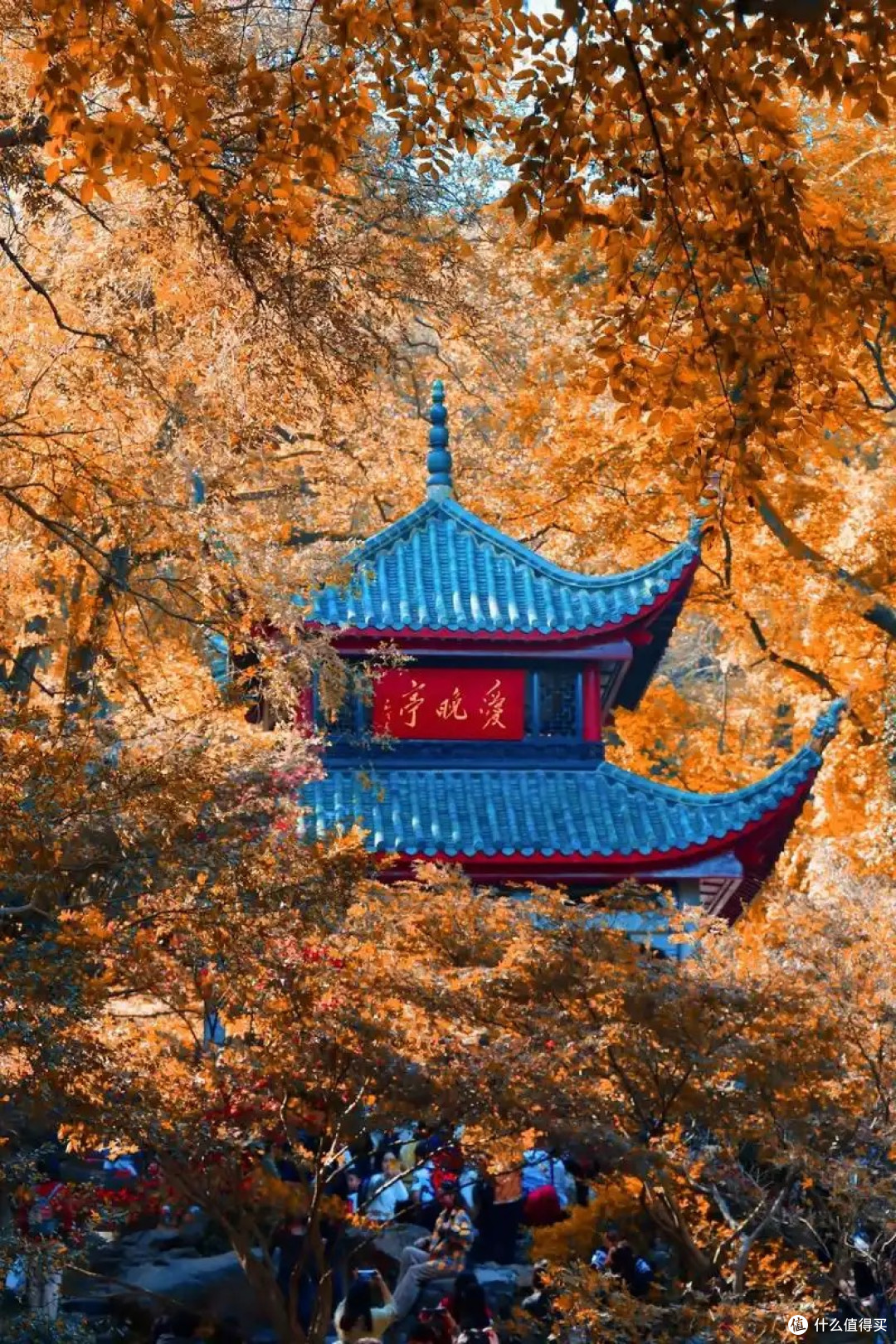 十一爬岳麓山!秋景美到窒息,人文与自然我全爱了