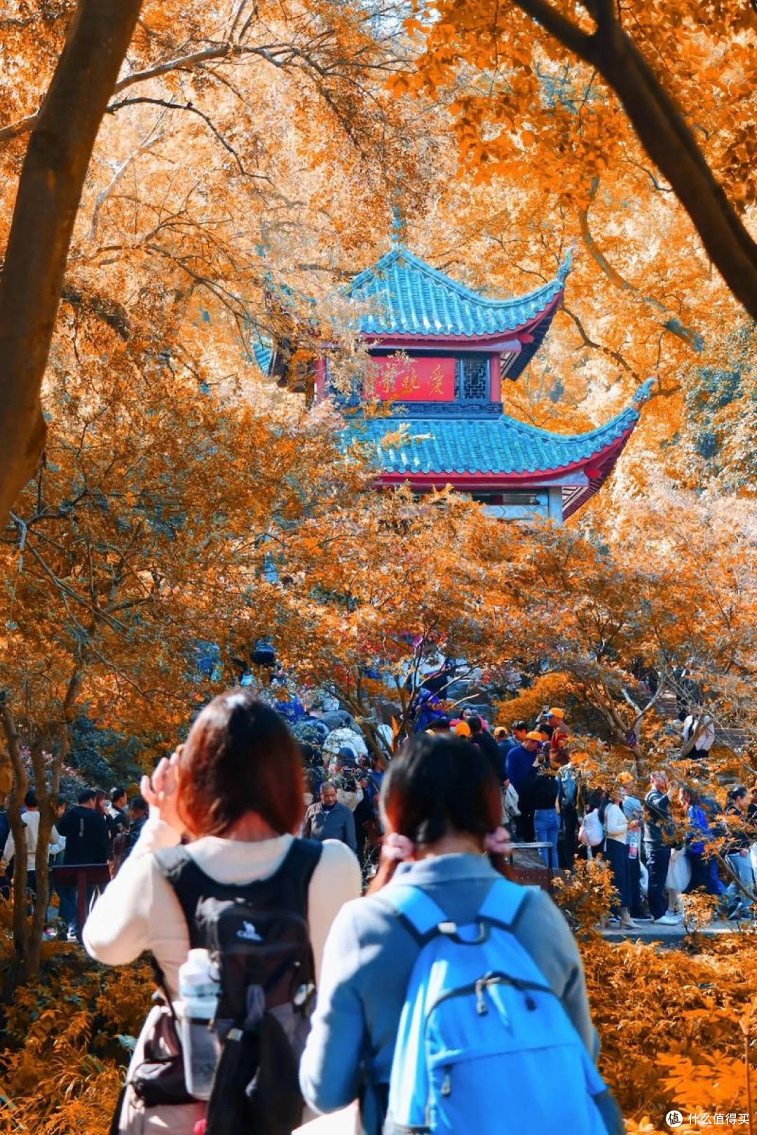十一爬岳麓山!秋景美到窒息,人文与自然我全爱了