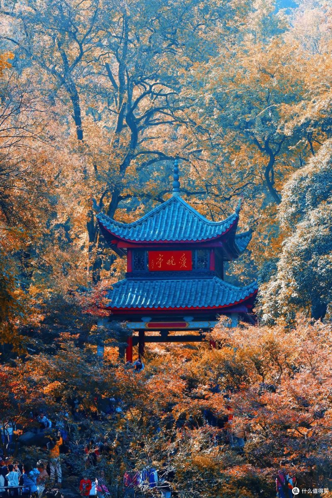 十一爬岳麓山!秋景美到窒息,人文与自然我全爱了