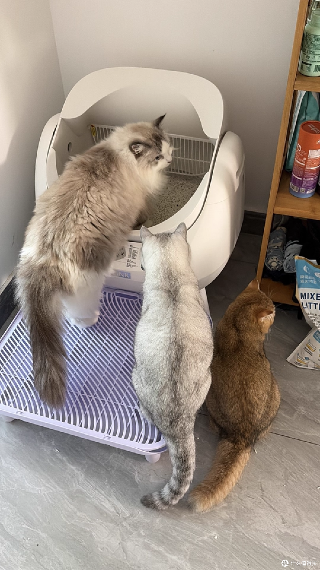 新手养猫零门槛!全自动 + 易清洁让养猫变轻松