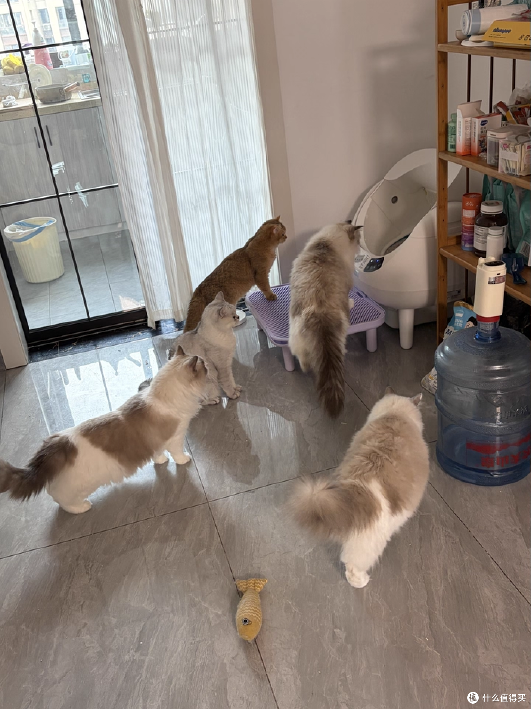 新手养猫零门槛!全自动 + 易清洁让养猫变轻松