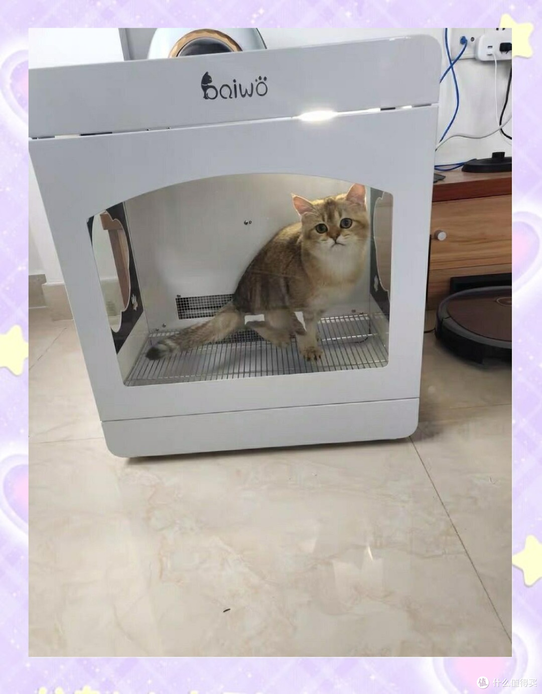 宠物烘干箱:安静吹干猫咪毛发