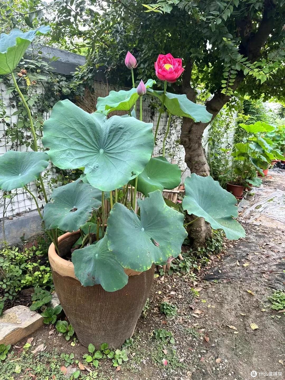 广西一花友,晒外婆“废弃桶养朱顶红”,网友:先天养花圣体~