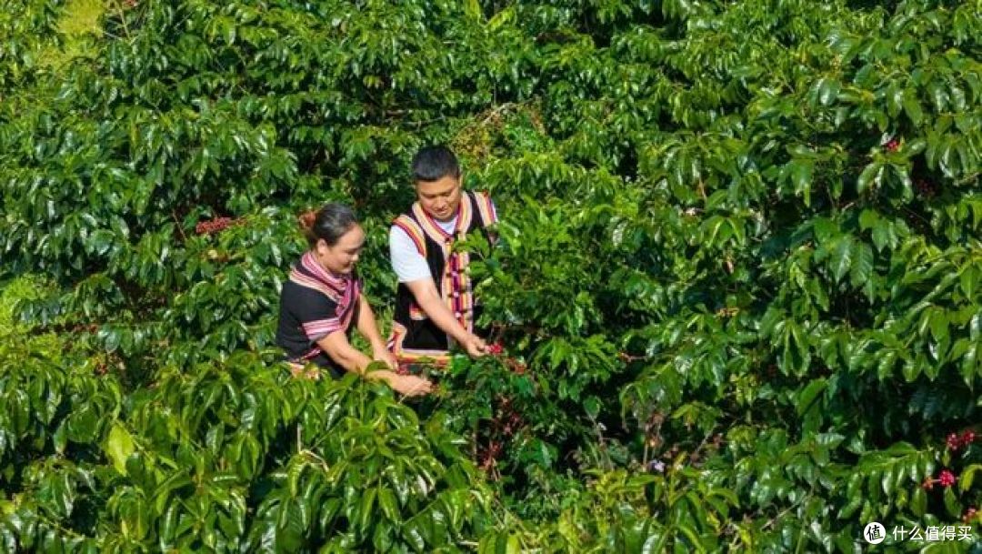 云南咖啡种植面积占全国97.85%,背后真相是什么?