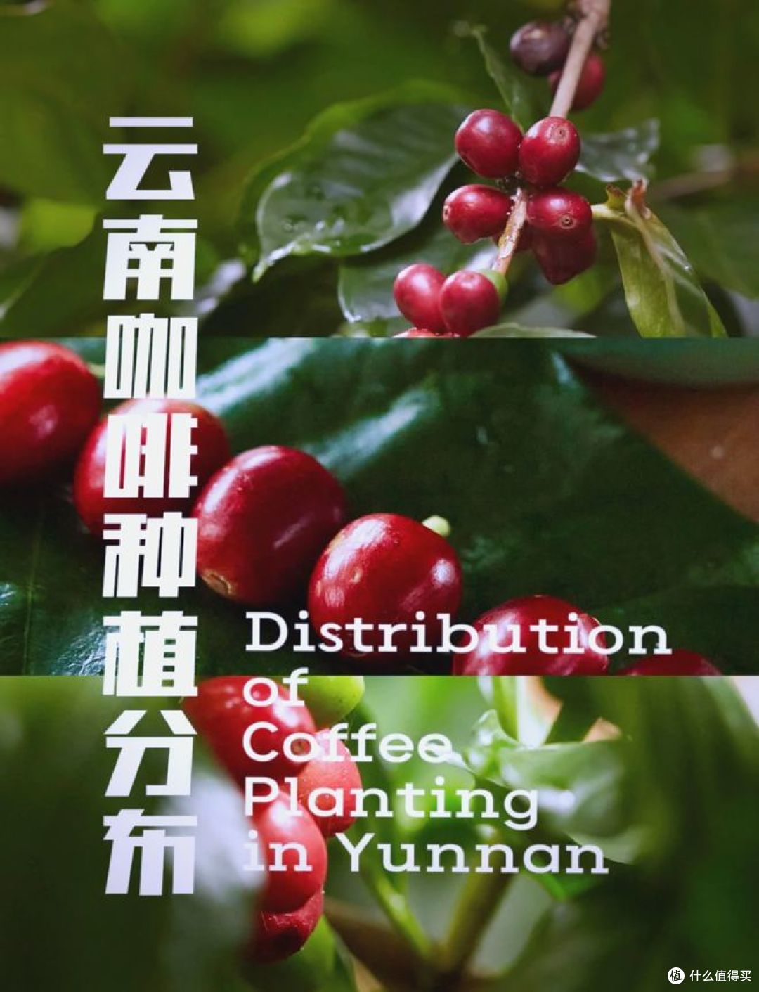 云南咖啡种植面积占全国97.85%,背后真相是什么?