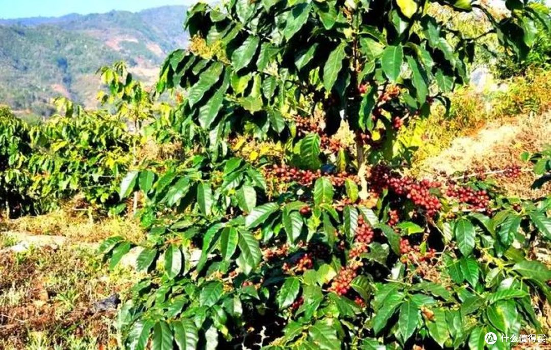 云南咖啡种植面积占全国97.85%,背后真相是什么?