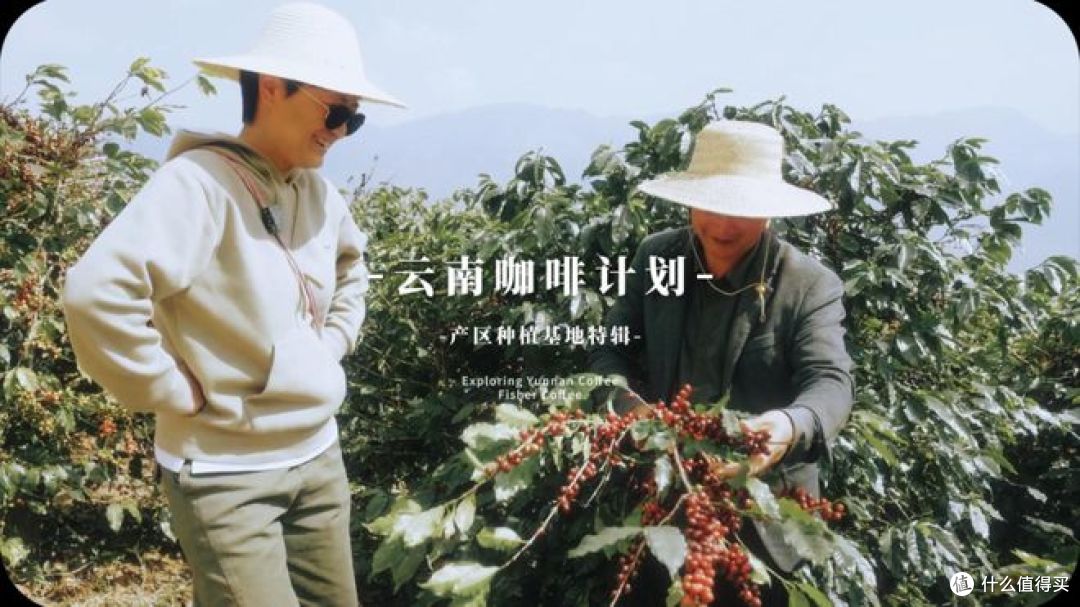 云南咖啡种植面积占全国97.85%,背后真相是什么?