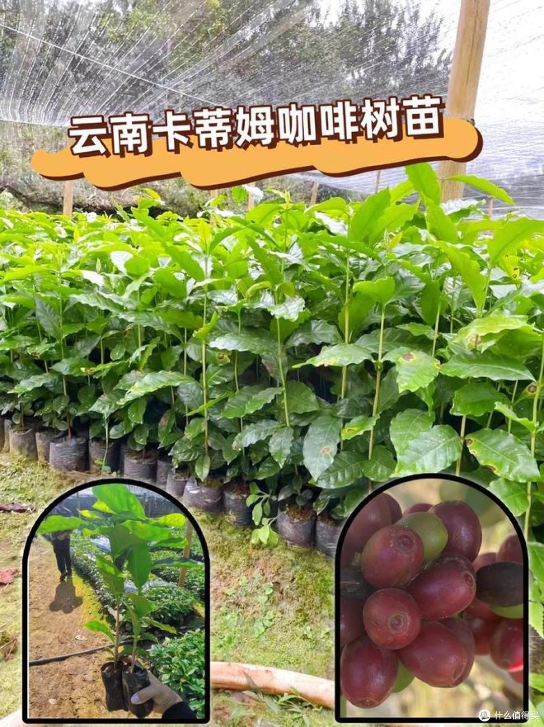 云南咖啡种植面积占全国97.85%,背后真相是什么?