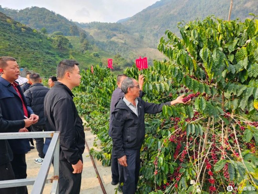 云南咖啡种植面积占全国97.85%,背后真相是什么?
