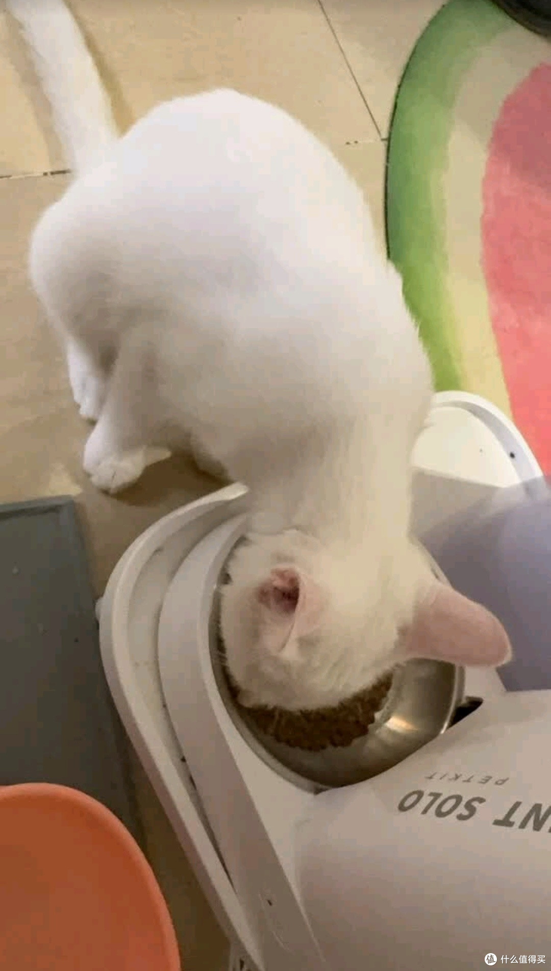 养宠党出差救星!小佩SOLO喂食器+SOLO SE饮水机,毛孩吃好喝好