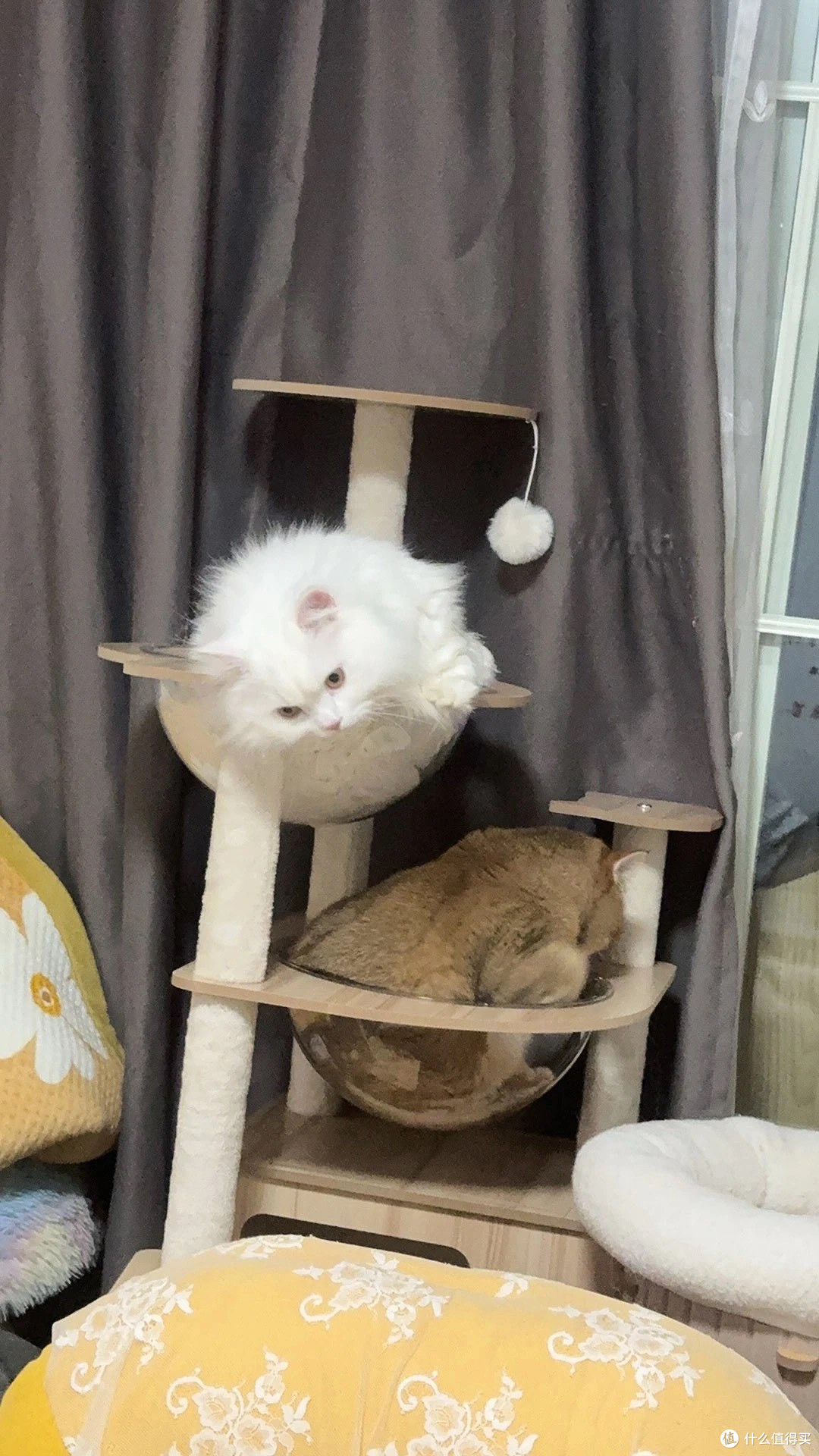 小户型养猫救星:大型猫爬架猫树一体