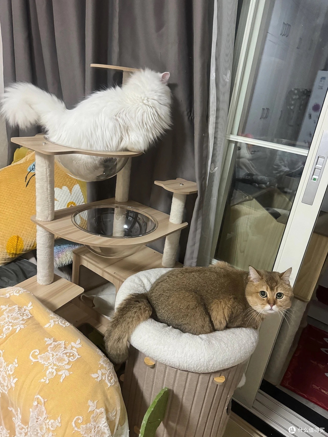 小户型养猫救星:大型猫爬架猫树一体