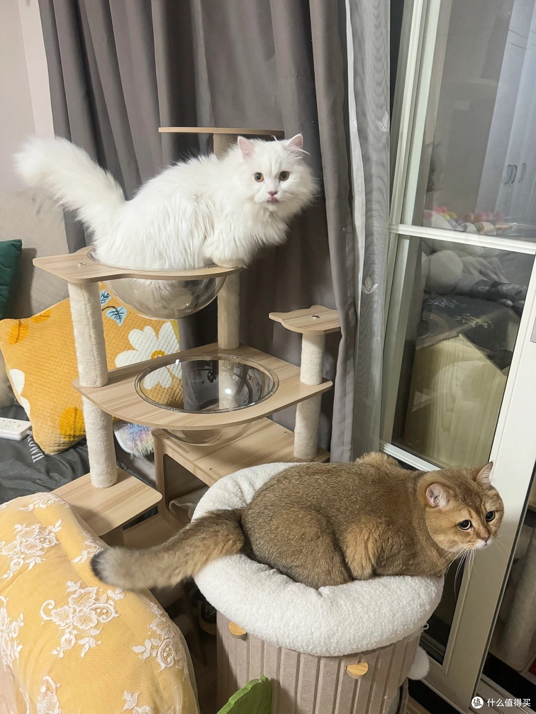 小户型养猫救星:大型猫爬架猫树一体