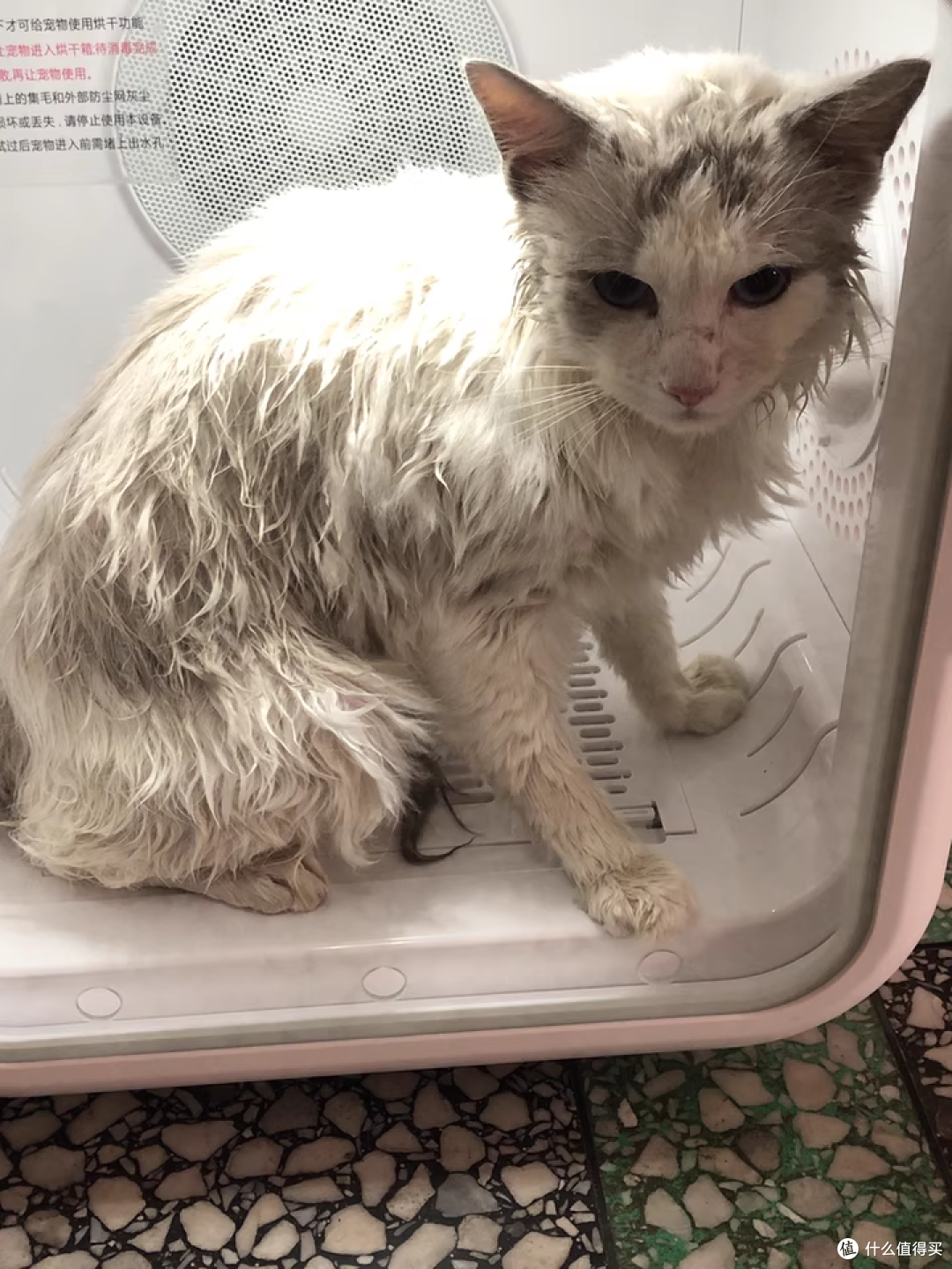 小户型养猫不占地！哔卡哔全自动烘干箱