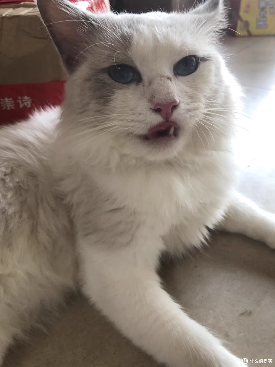 小户型养猫不占地！哔卡哔全自动烘干箱