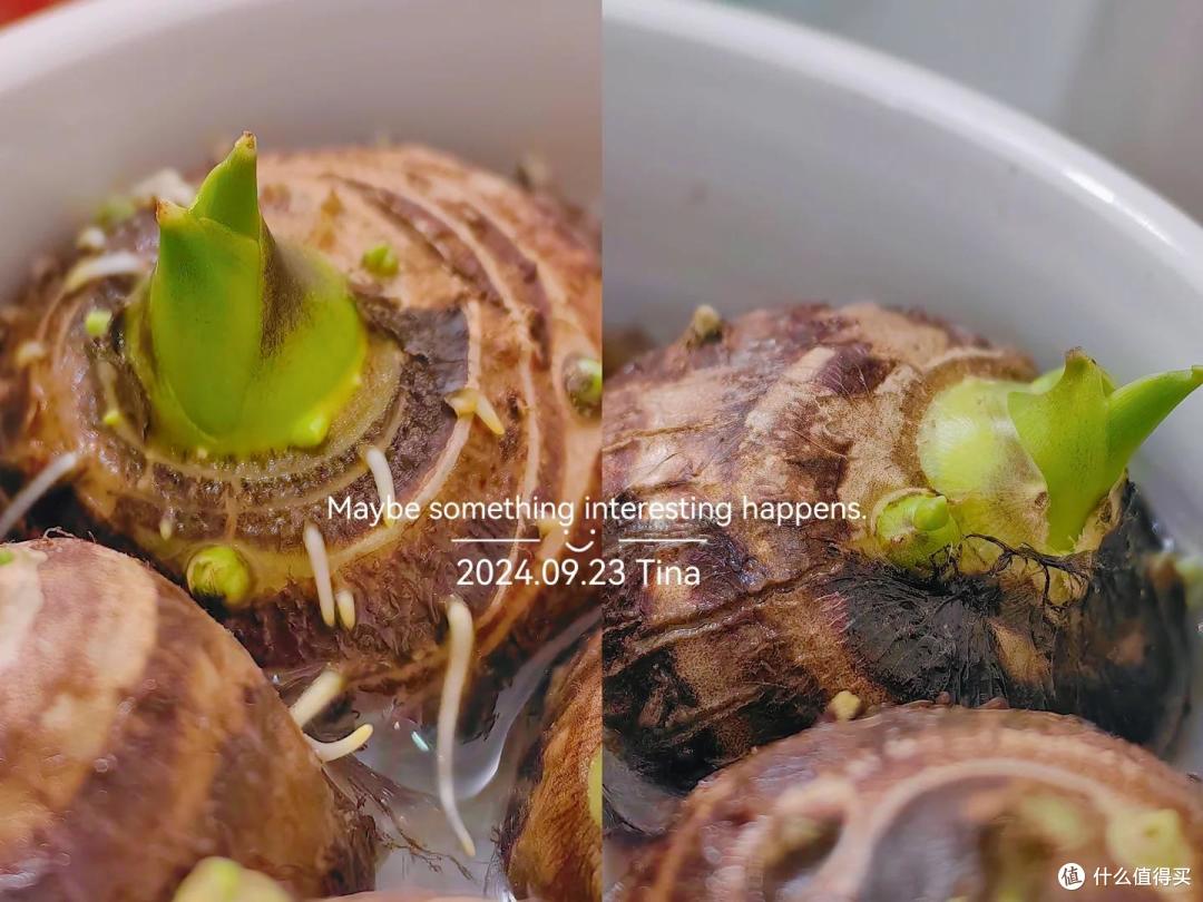 我用一盆“芋头当绿植”,撑起了整个客厅,一进门便是满眼的绿~