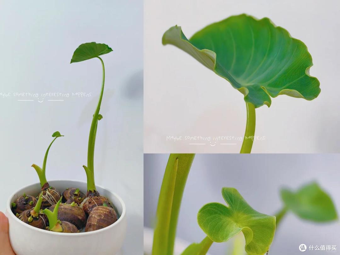 我用一盆“芋头当绿植”,撑起了整个客厅,一进门便是满眼的绿~