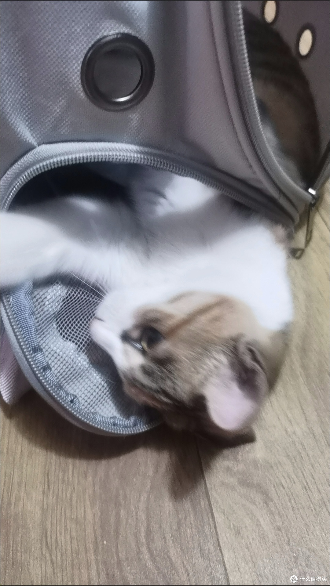双11养宠必囤!透明太空舱猫包,外出带宠超省心