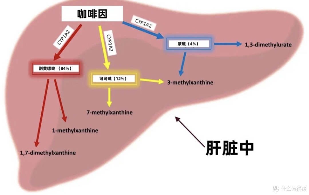 戒掉咖啡之后，我的精力在回升，体重在下降…