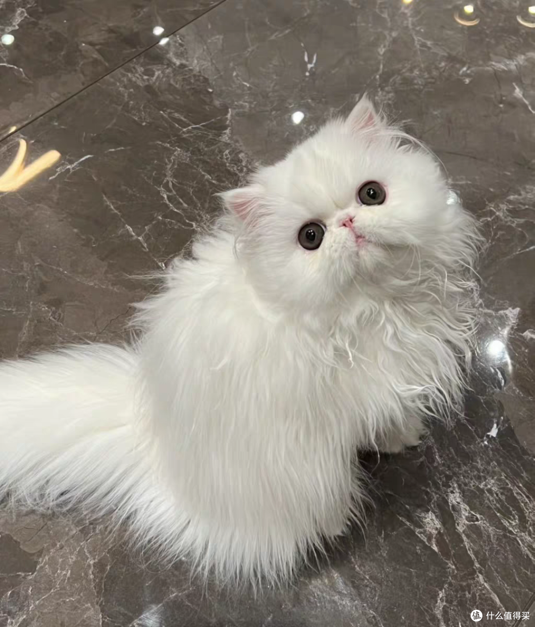 波斯猫吃什么猫粮好？国产口碑最好三个猫粮品牌排行榜