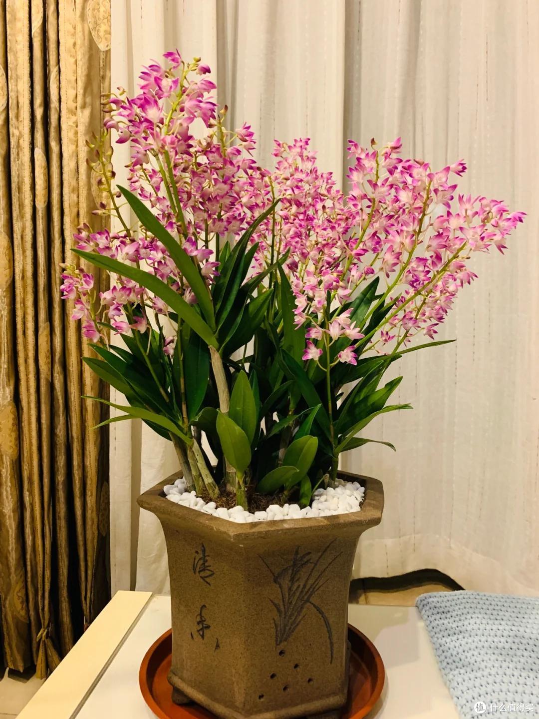 女子晒“满阳台的石斛花”,不可方物,网友:我的天,难道是真的