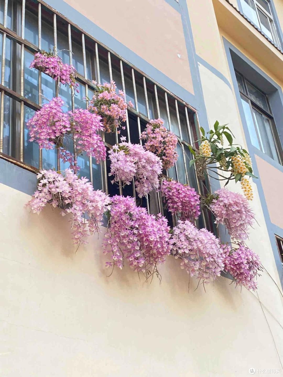 女子晒“满阳台的石斛花”,不可方物,网友:我的天,难道是真的