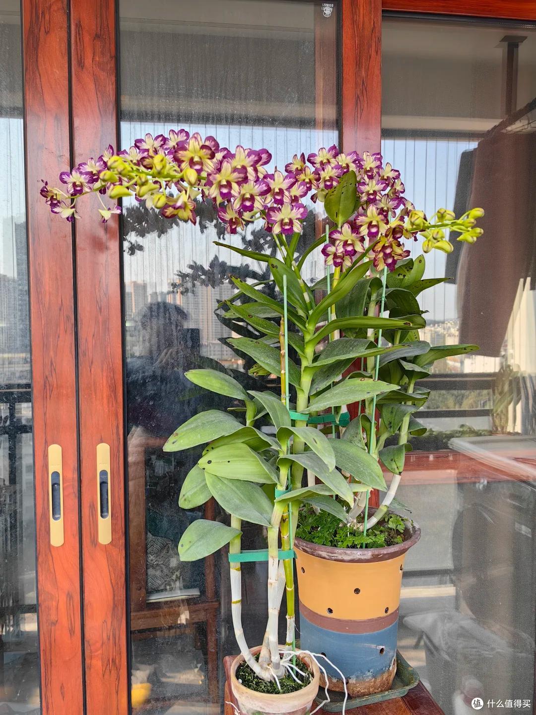 女子晒“满阳台的石斛花”,不可方物,网友:我的天,难道是真的