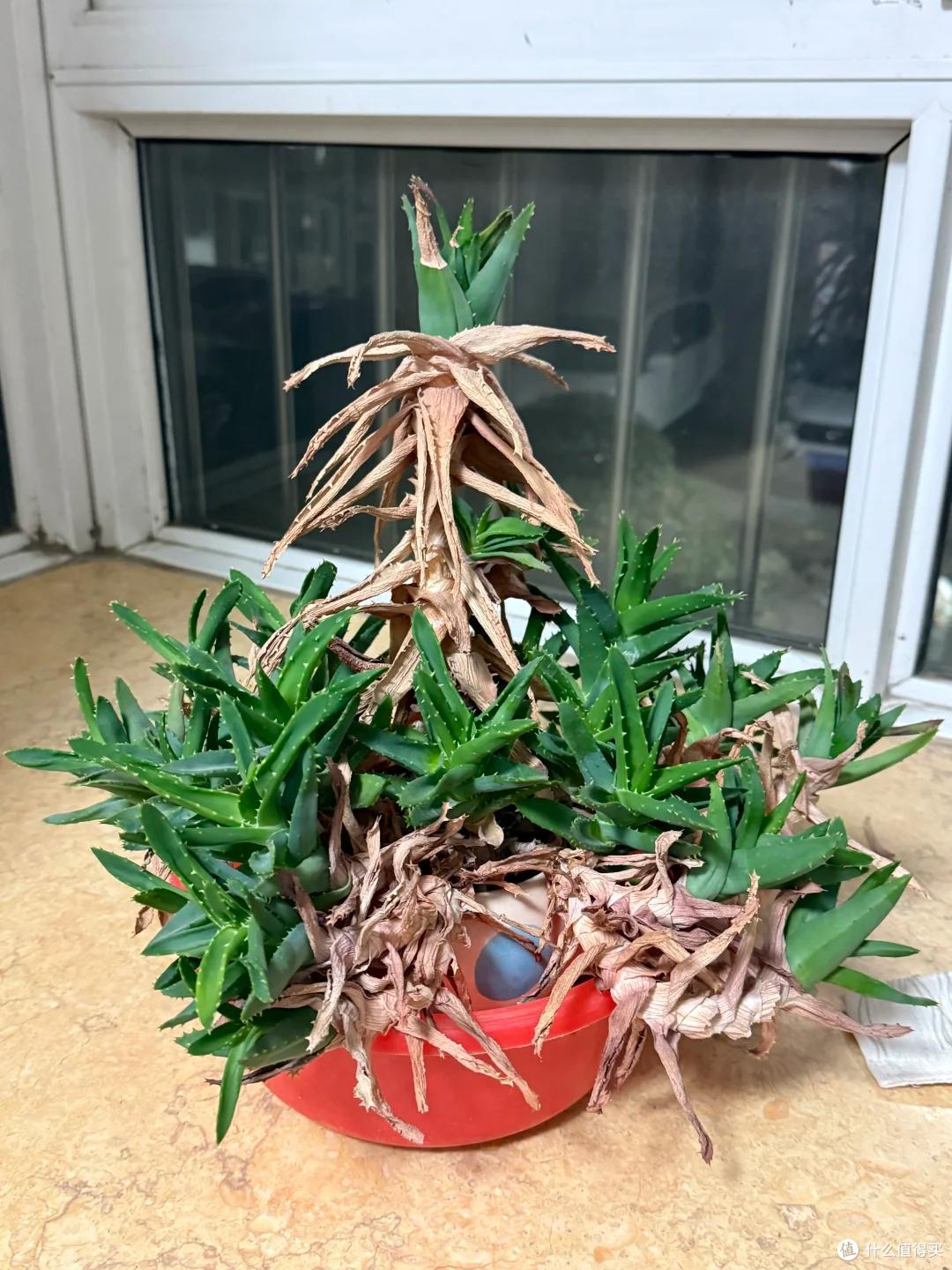 上海一男子离家5个月,家里芦荟爆炸了,网友:虽心疼,但好好看