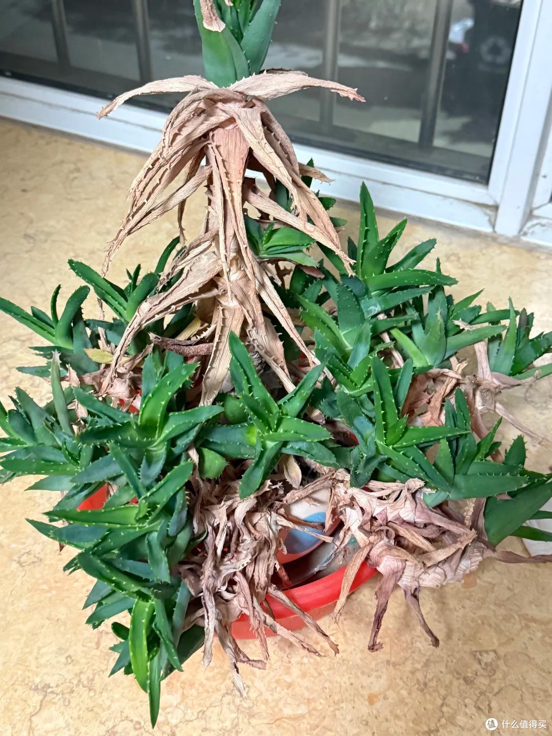 上海一男子离家5个月,家里芦荟爆炸了,网友:虽心疼,但好好看