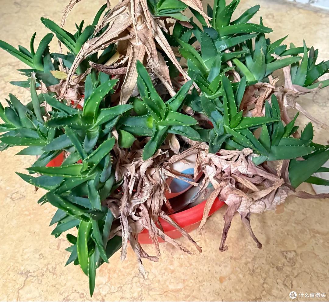 上海一男子离家5个月,家里芦荟爆炸了,网友:虽心疼,但好好看