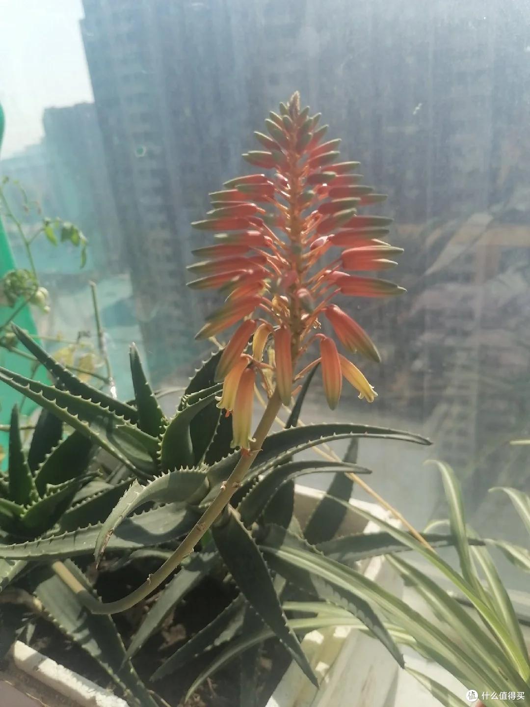 上海一男子离家5个月,家里芦荟爆炸了,网友:虽心疼,但好好看