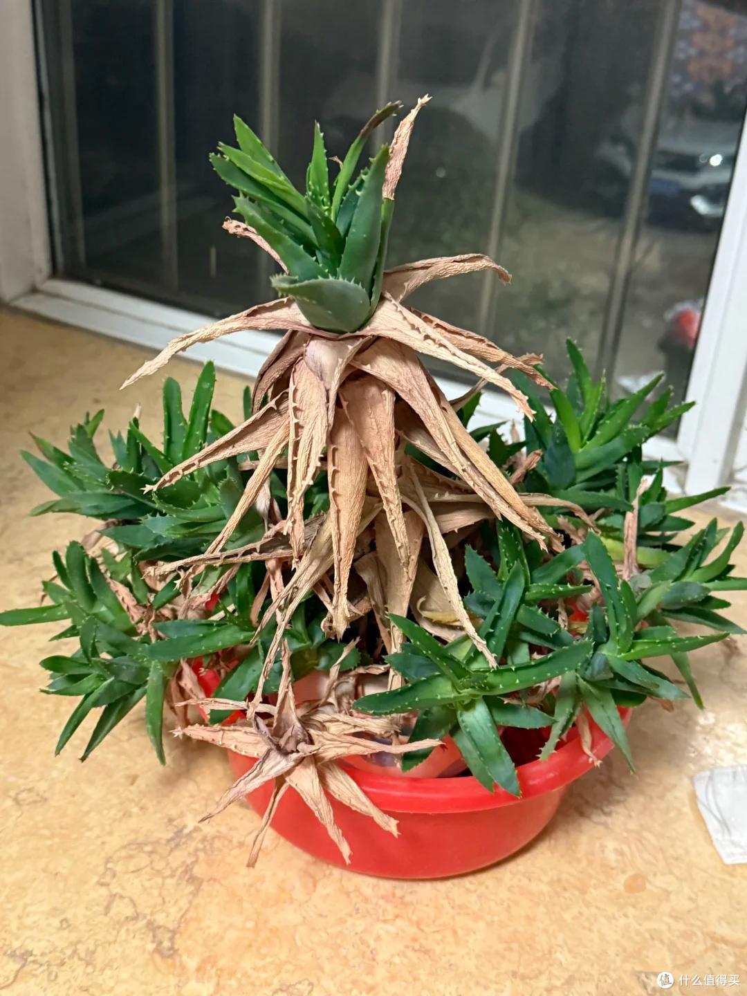 上海一男子离家5个月,家里芦荟爆炸了,网友:虽心疼,但好好看