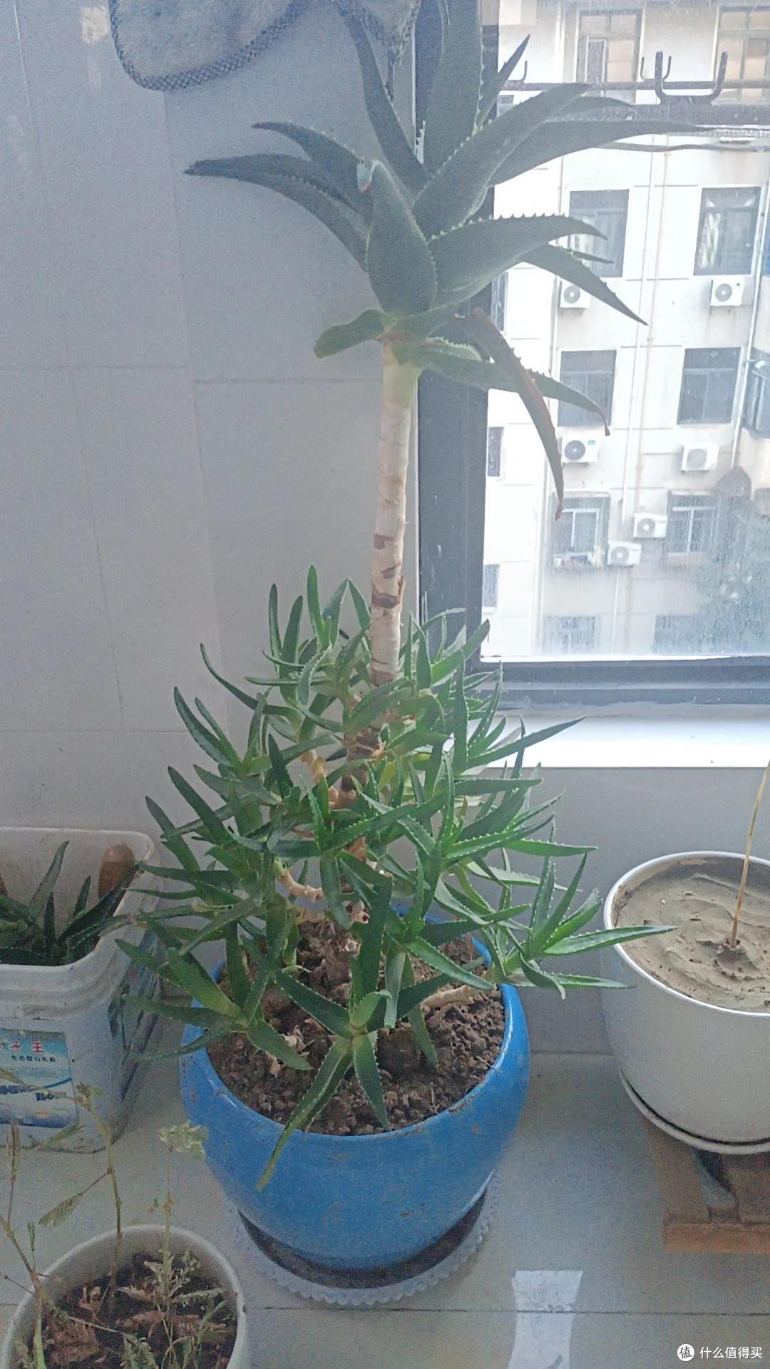 上海一男子离家5个月,家里芦荟爆炸了,网友:虽心疼,但好好看