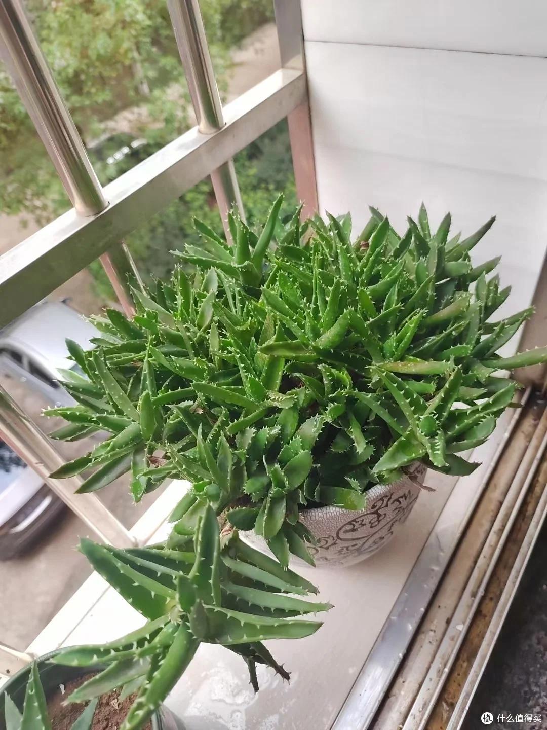 上海一男子离家5个月,家里芦荟爆炸了,网友:虽心疼,但好好看