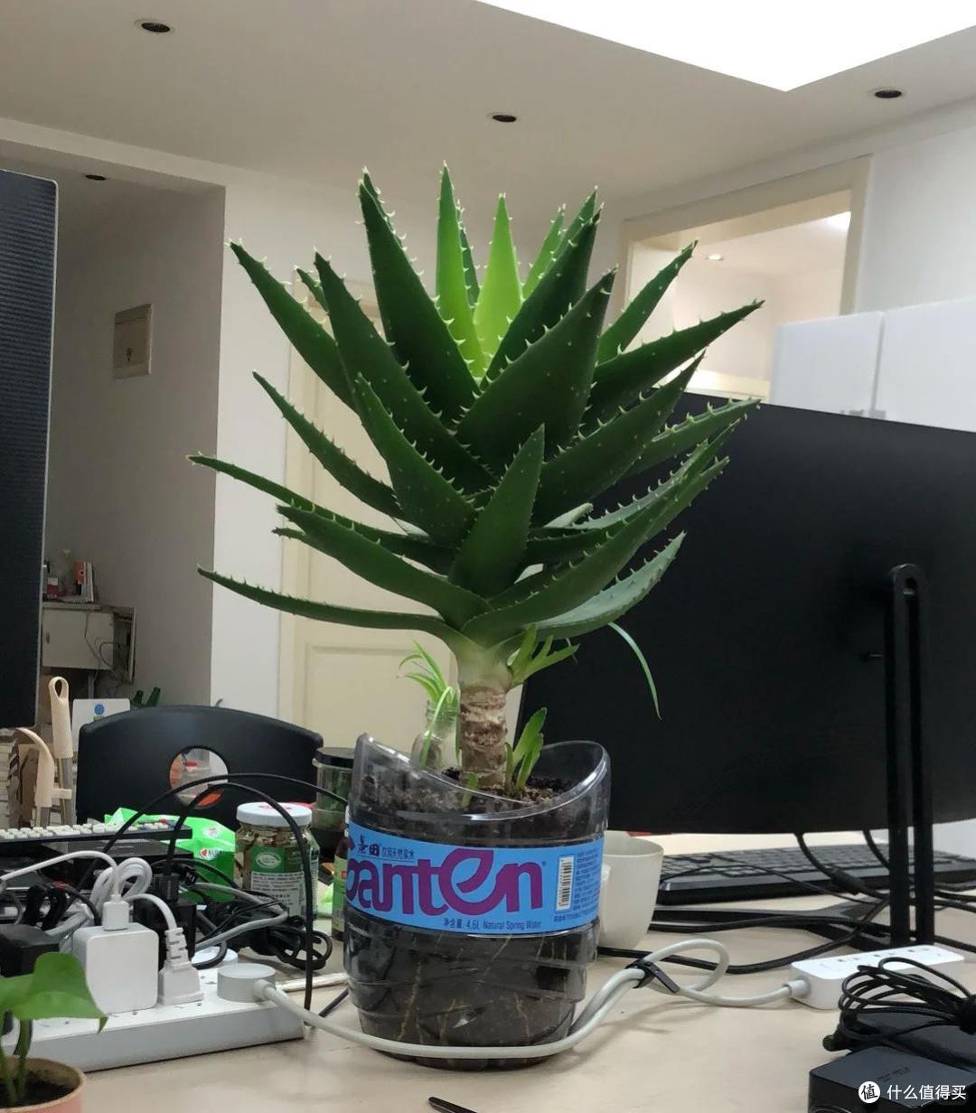 上海一男子离家5个月,家里芦荟爆炸了,网友:虽心疼,但好好看