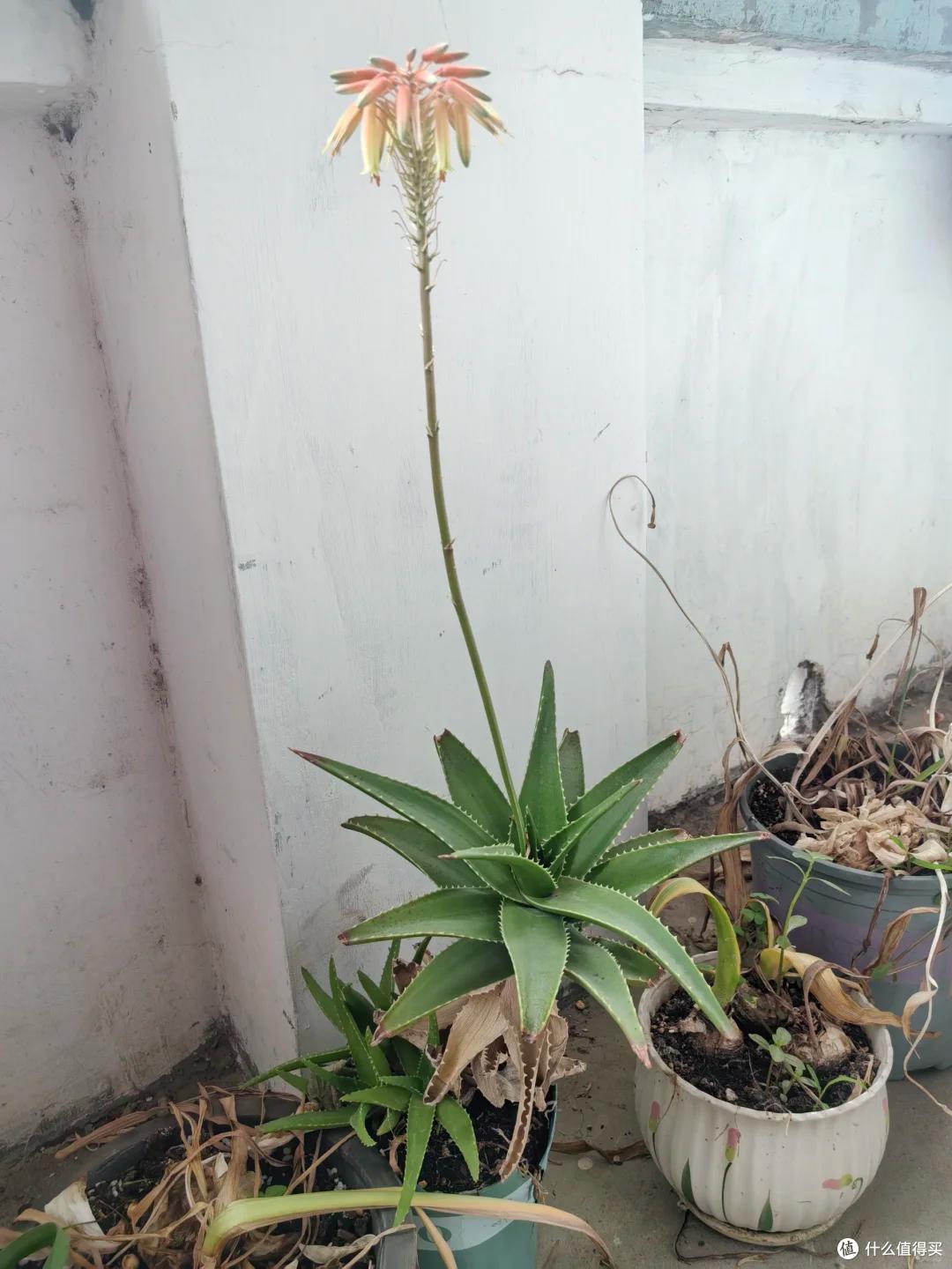 上海一男子离家5个月,家里芦荟爆炸了,网友:虽心疼,但好好看