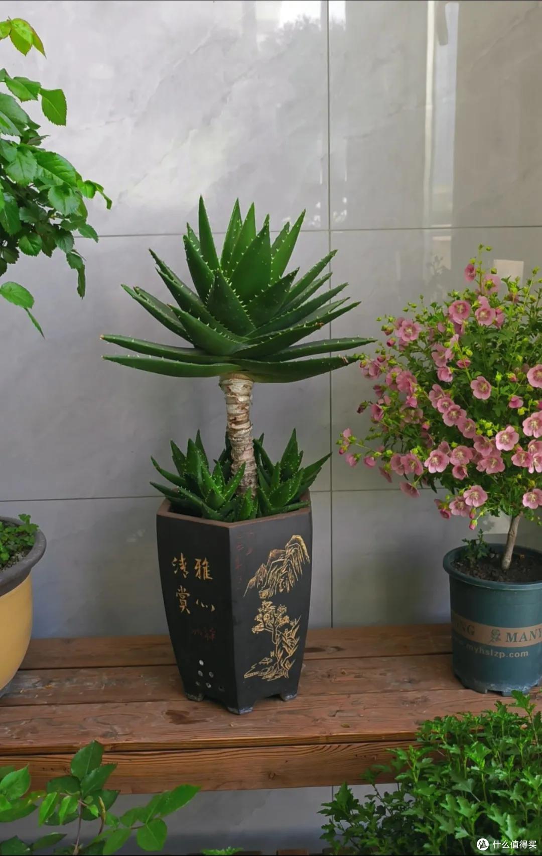 上海一男子离家5个月,家里芦荟爆炸了,网友:虽心疼,但好好看