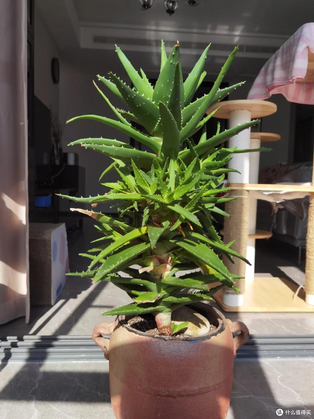 上海一男子离家5个月,家里芦荟爆炸了,网友:虽心疼,但好好看