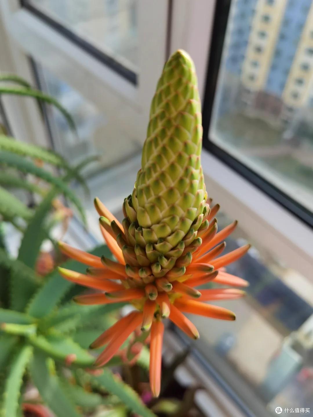 上海一男子离家5个月,家里芦荟爆炸了,网友:虽心疼,但好好看
