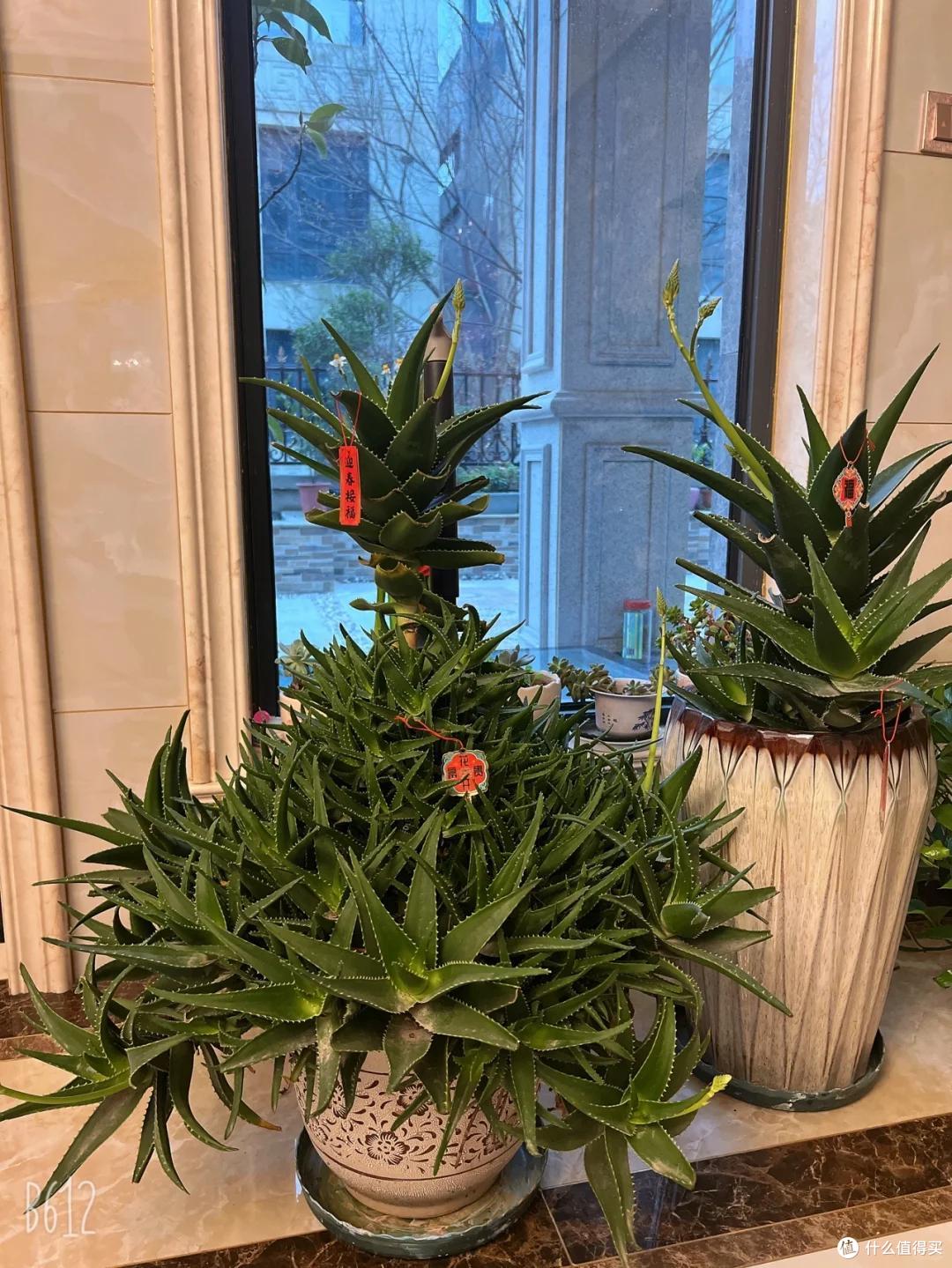 上海一男子离家5个月,家里芦荟爆炸了,网友:虽心疼,但好好看