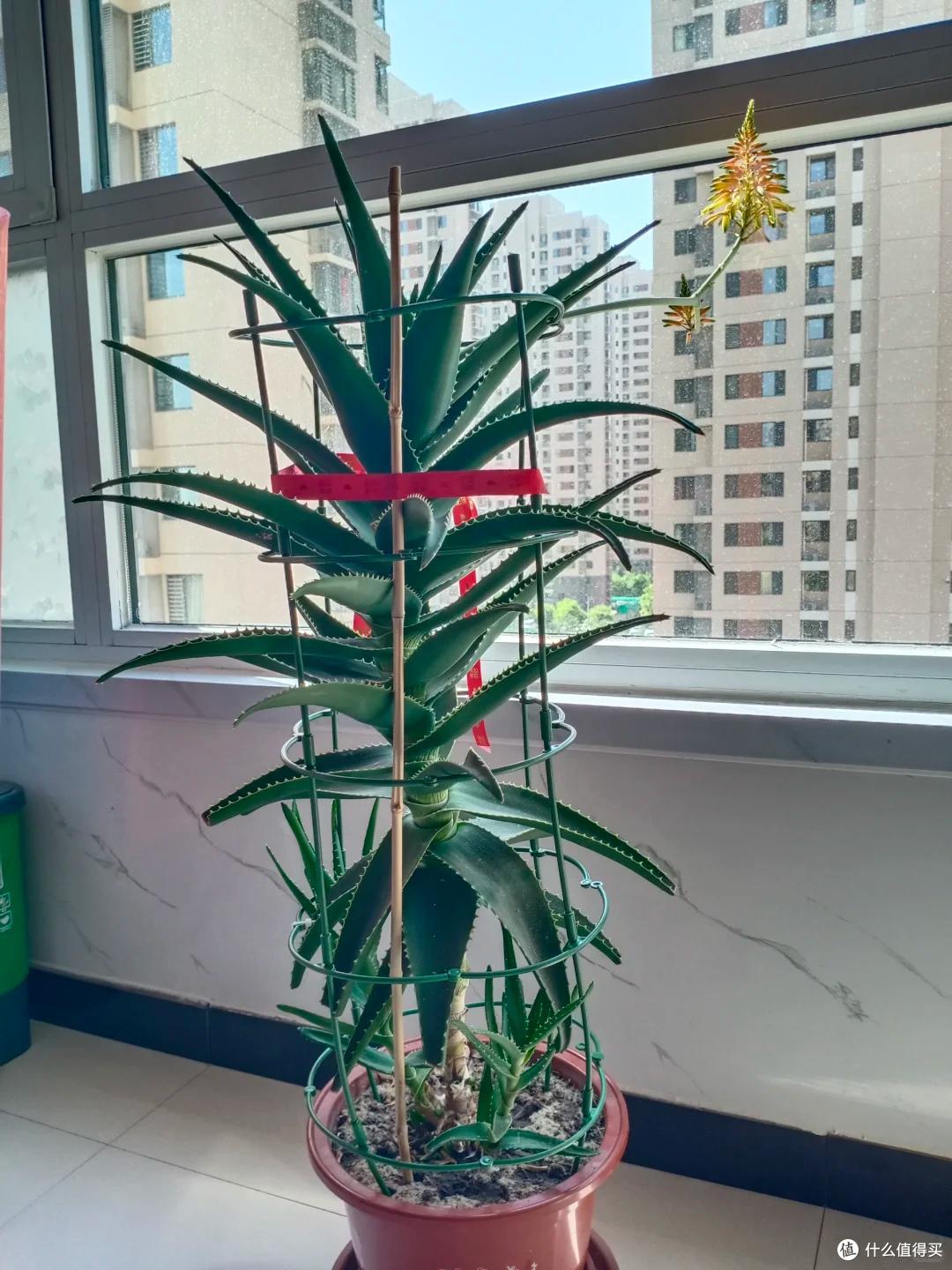 上海一男子离家5个月,家里芦荟爆炸了,网友:虽心疼,但好好看