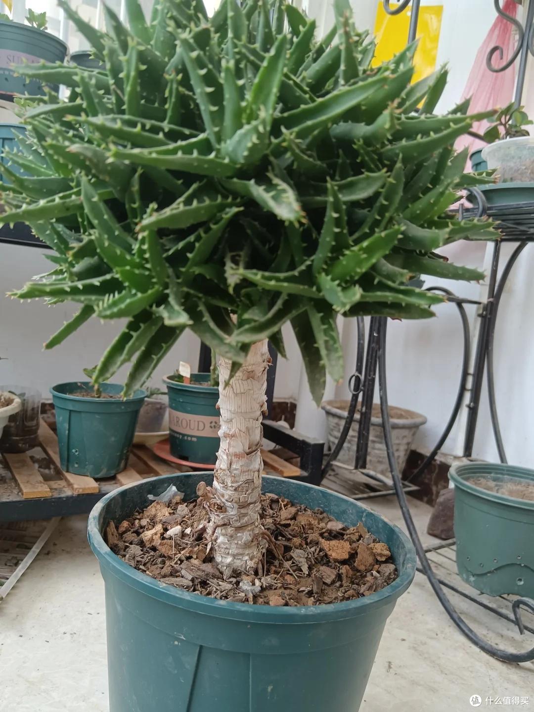 上海一男子离家5个月,家里芦荟爆炸了,网友:虽心疼,但好好看