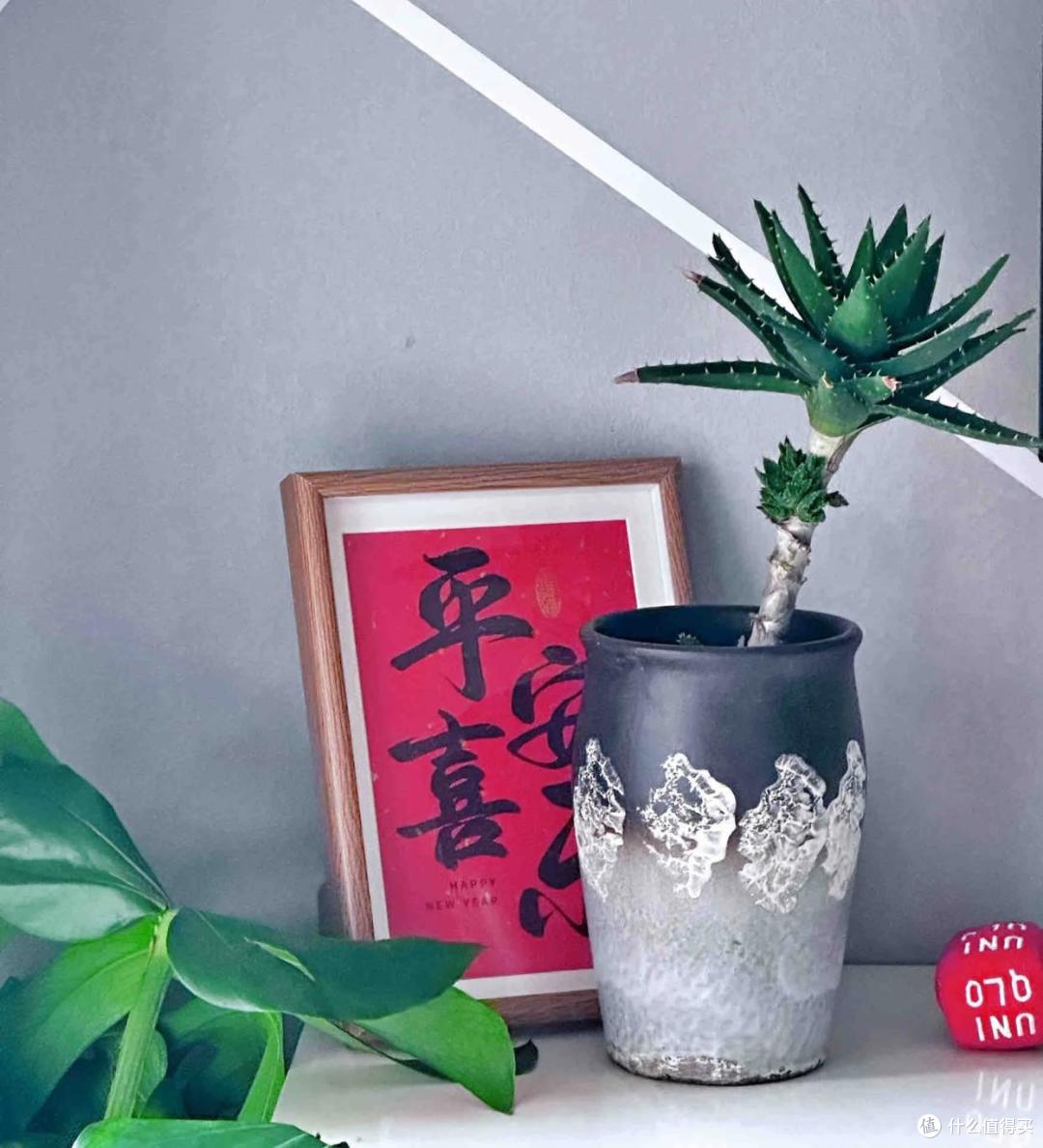 上海一男子离家5个月,家里芦荟爆炸了,网友:虽心疼,但好好看