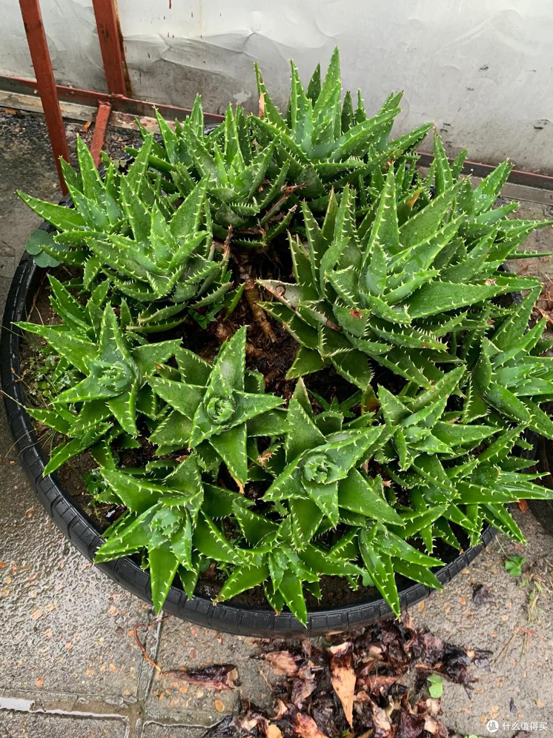 上海一男子离家5个月,家里芦荟爆炸了,网友:虽心疼,但好好看