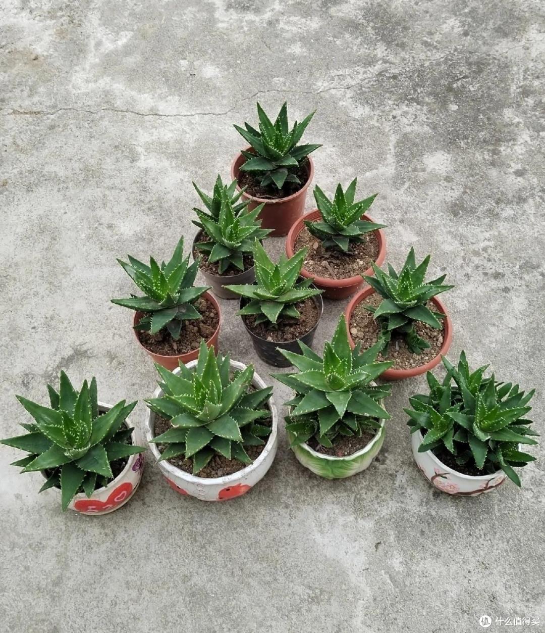 上海一男子离家5个月,家里芦荟爆炸了,网友:虽心疼,但好好看