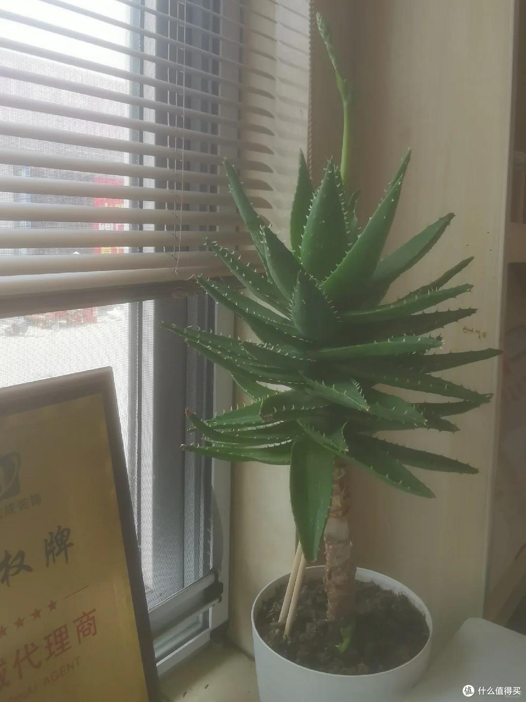 上海一男子离家5个月,家里芦荟爆炸了,网友:虽心疼,但好好看