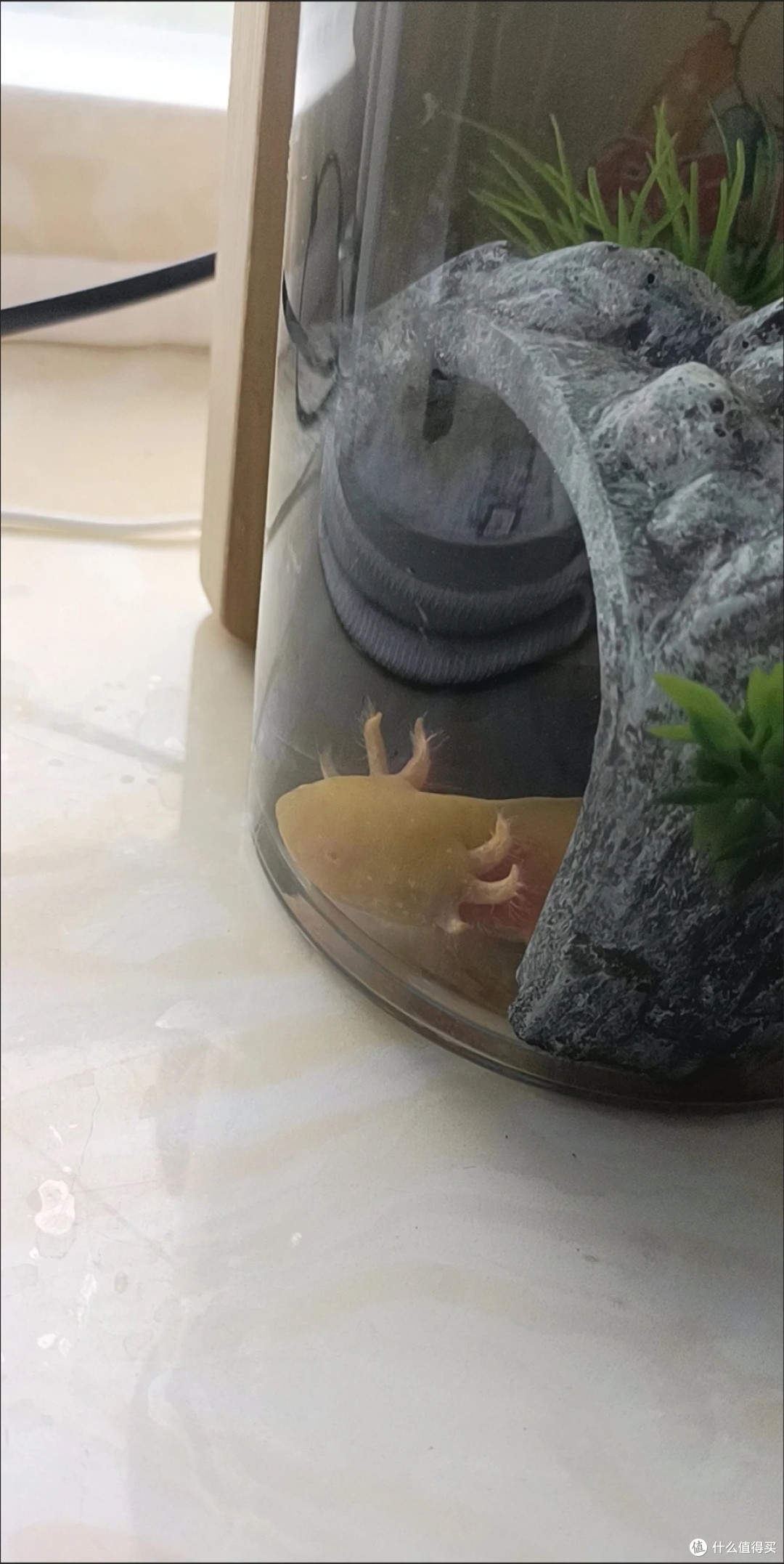 六角恐龙鱼:懒人养宠新选择