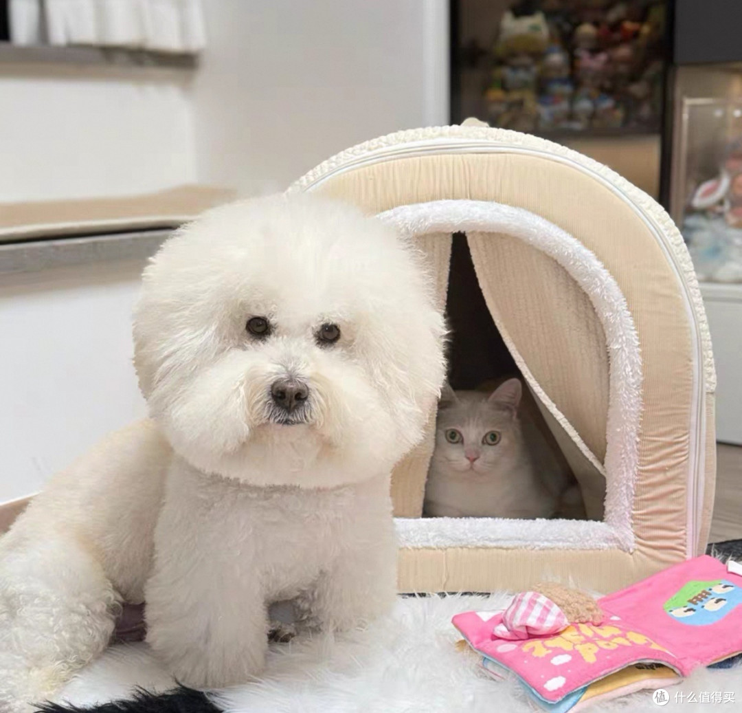 双十一多款猫屋选购指南